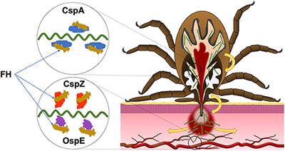 New Insights Into CRASP-Mediated Complement Evasion in the Lyme Disease Enzootic Cycle